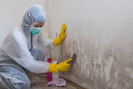 Best Mold Odor Removal Services  in San Juan Bautista, CA